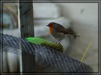 comp_DSC00110.webp