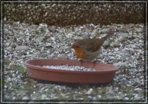 comp_DSC00101.webp