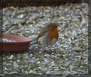 comp_DSC00107.webp