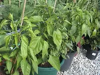 Gartenchillis2.webp