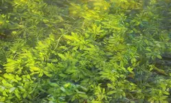 Wasserpflanzen in der Luhe_smaller.webp