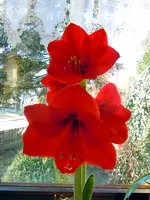DSCN4924.webp