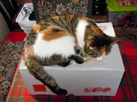 DSCN4950-2.webp
