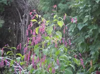 DSCN2028.webp