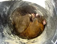 Possum v.webp