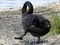 Schwanensee v.webp