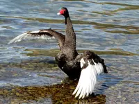 Schwanensee v (1).webp