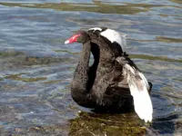 Schwanensee v (2).webp