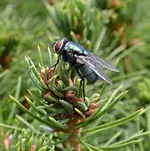 DSC_1376 blaue Fliege.webp