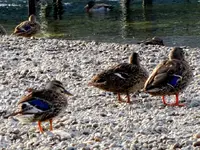 enten v.webp