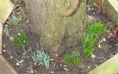 Frühlingsblüher.webp