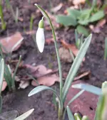 Schneeglöckchen (2).webp