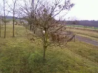 Eichen12_03.webp