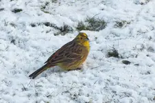 2012_0115winter0031.webp
