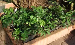 DSCF0001.webp