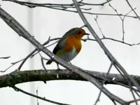113.webp