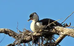 Copy of animals (1).webp
