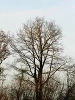 006.webp
