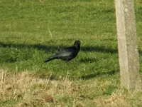 007_2.webp