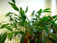 IMG_2685.webp