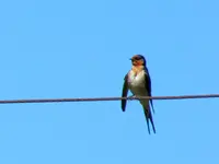 Copy of IMG_0128v.webp