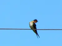 Copy of IMG_0130v.webp