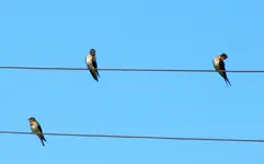 IMG_0130v.webp