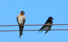 IMG_0118v.webp