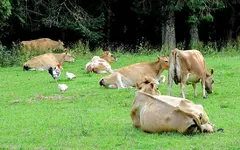 Copy of IMG_7777v.webp