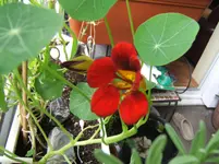 Balkoonblumen 1.webp