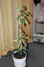 DSC_0143.webp