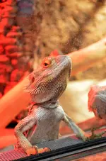 DSC_5588 Bartagame.webp