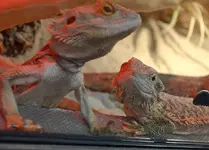 DSC_5589 Bartagame.webp