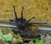 DSC_5604 Vogelspinne.webp