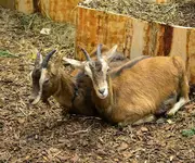 DSC_5627 2 Ziegen.webp