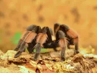 DSC_5605 Vogelspinne.webp
