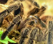 DSC_5609 Vogelspinne.webp