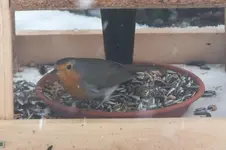 rotkehlchen.webp