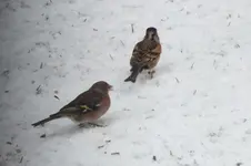 2012_0121winter0018.webp