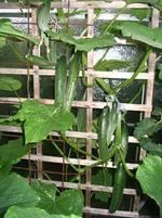 IMG_7030.webp