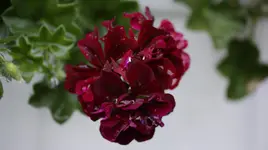 _DSC0571.webp