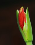 Amaryllis1_smaller.JPG