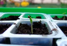 DSCF7028.2.webp