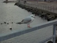 100_1674.webp