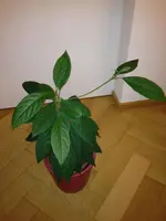 001.webp