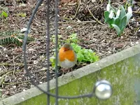 Rotkehlchen0357.webp