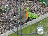 Rotkehlchen0358.webp