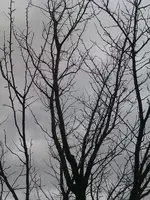 IMAG0040.webp