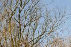 DSC_5574 Kohlmeise.webp