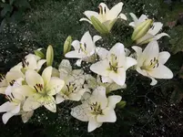 DSCF0632.webp